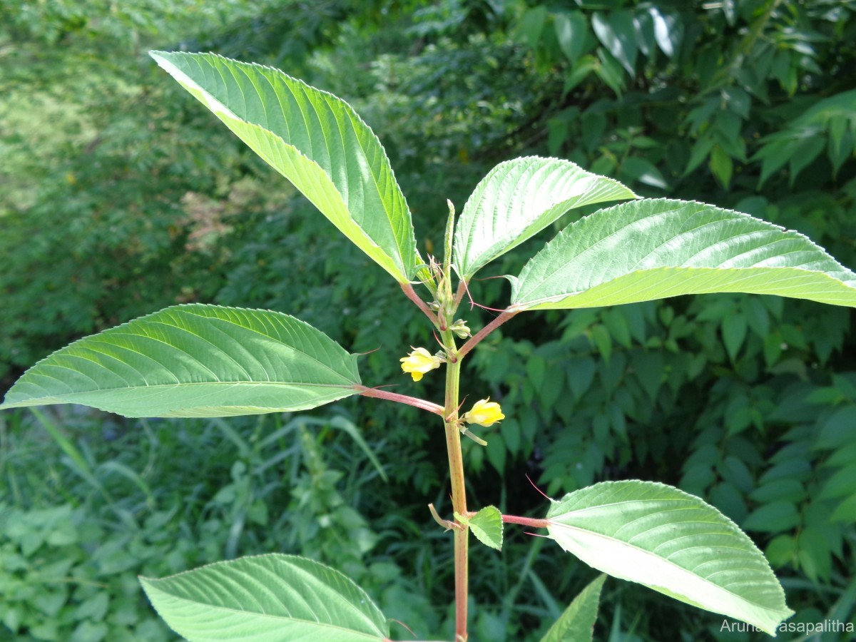 Corchorus olitorius L.